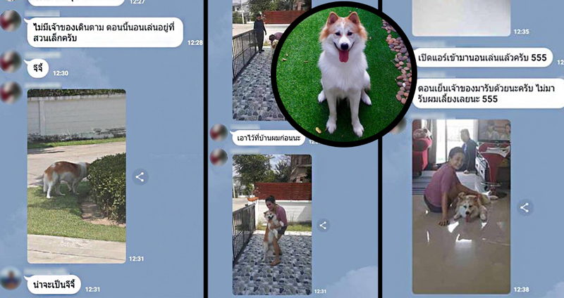 เพื่อนบ้านเห็นหมาหลุด เลยให้มันเข้ามารอเจ้าของในบ้าน แถมเปิดแอร์ให้ด้วย