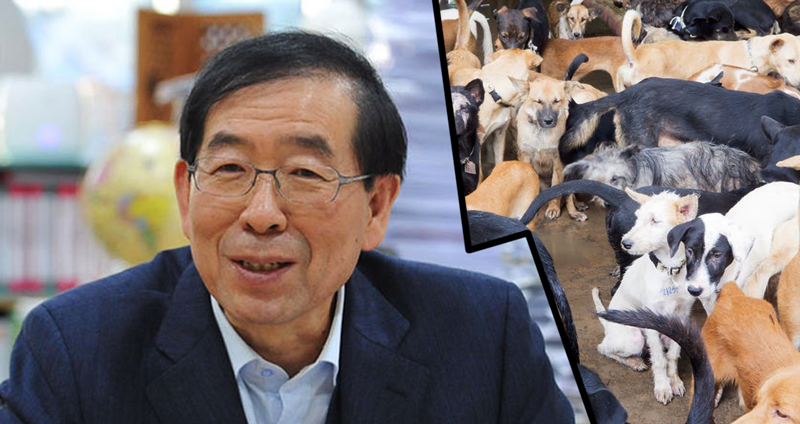 นายกเทศมนตรีกรุงโซลผู้รักหมา ลั่นวาจาจะทำลายโรงฆ่าหมาในเมืองให้สิ้นซาก