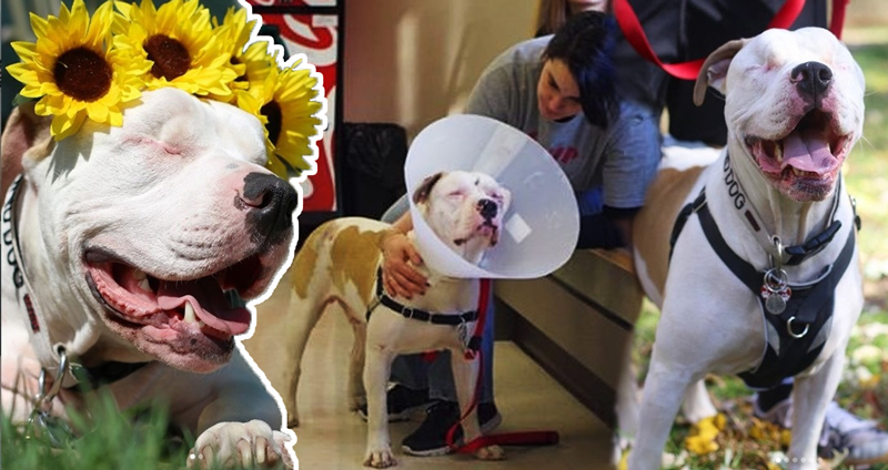 สุนัขถูกรถชนสูญเสียทั้งดวงตาและเจ้าของ ได้พบมนุษย์คนใหม่ที่ทำให้โลกมันสดใส