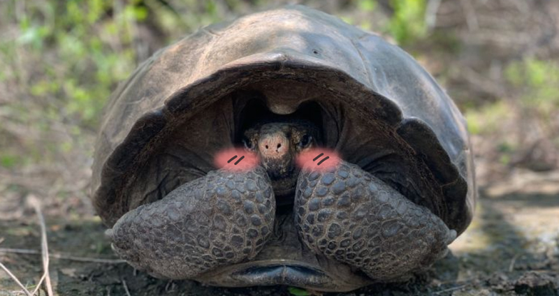 พบเต่ายักษ์เฟอร์นาดินาบนหมู่เกาะกาลาปาโกส หลังเชื่อว่าสูญพันธุ์ไปตั้งแต่ปี 1906