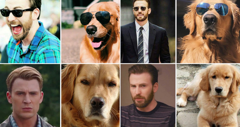 ชาวเน็ตเห็น Chris Evans แล้วนึกถึง “โกลเดนรีทรีฟเวอร์” เลยทำภาพเปรียบเทียบให้เห็นชัดๆ ไปเลย