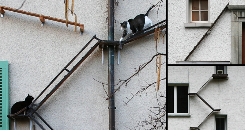 ช่างภาพตามถ่ายภาพ “บันไดแมว” จากประเทศสวิตเซอร์แลน งานนี้เจ้านายปีนเข้าออกกันสบาย!!