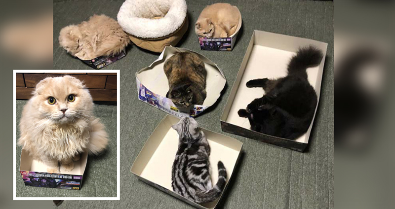 หนุ่มคิดว่าแมว 1 ใน 5 ต้องชอบเตียงที่เขาซื้อให้ แต่ปรากฏว่าทุกตัวเลือกกล่อง!?