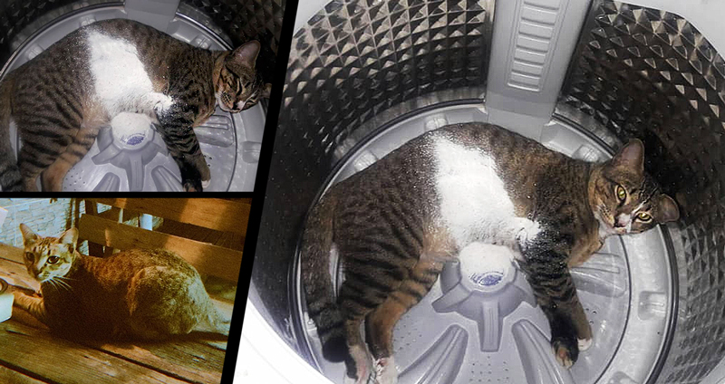 แมวแอบนอนในเครื่องซักผ้า ทาสไม่รู้เลยตักผงซักฟอกใส่ เกือบโดนปั่นแล้วแกเอ๊ย