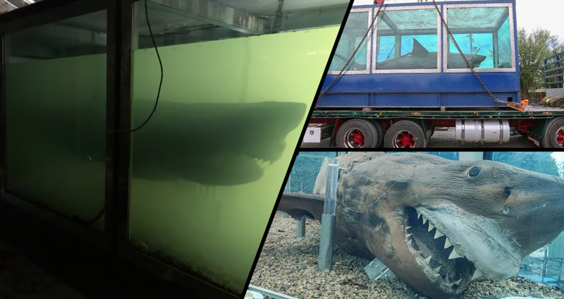 ซากฉลามยักษ์ ‘Rosie’ ที่ถูกทิ้งใน ‘สวนสัตว์ร้าง’ กว่า 7 ปี ถูกย้ายไปอยู่บ้านใหม่แล้ว!!