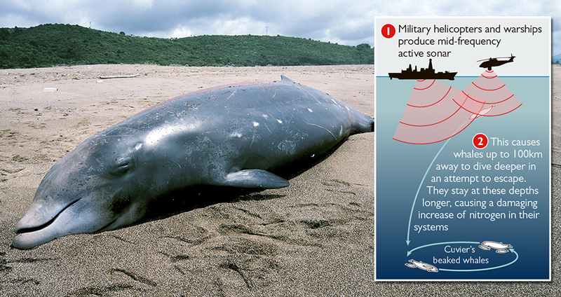 งานวิจัยใหม่บอก “โซนาร์” ไม่เพียงแต่ทำให้สัตว์ทะเลกลัว แต่อาจทำให้วาฬตายได้ด้วย