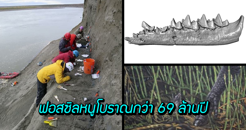 พบฟอสซิลหนูโบราณอายุกว่า 69 ล้านปี ที่เขตอาร์คติก บนเกาะที่มีกลางคืนยาวนาน 4 เดือน