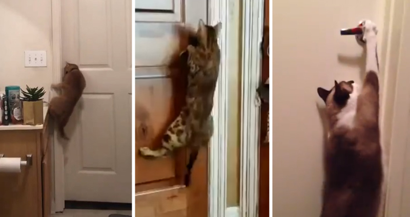มาดูเหล่าแมวเหมียวแสนฉลาด…ที่เปิดประตูได้เองโดยไม่ต้องพึ่งเหล่าทาส!!
