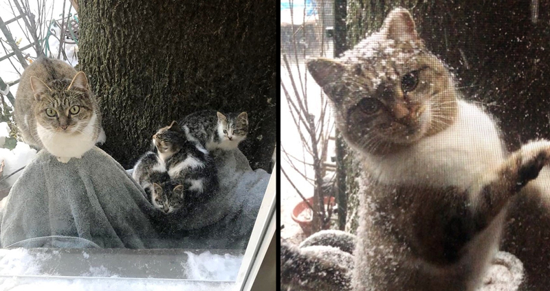 แม่แมวทิ้งลูกๆ ไว้ให้คู่รักดูแล ก่อนที่ตัวเองมันจะกลับมาอีกครั้งในช่วงที่หนาวจัด