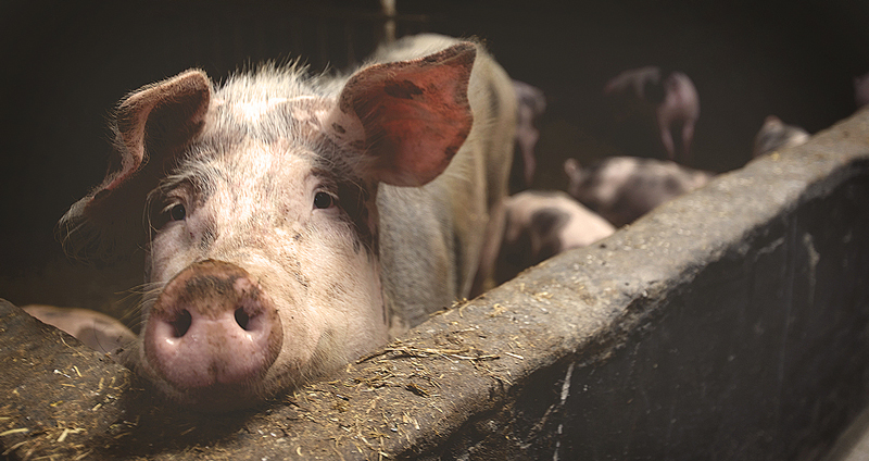 เกษตรกรหญิงชาวรัสเซีย เกิดเป็นลมล้มพับขณะให้อาหารหมู สุดท้ายถูกรุมแทะทั้งเป็น