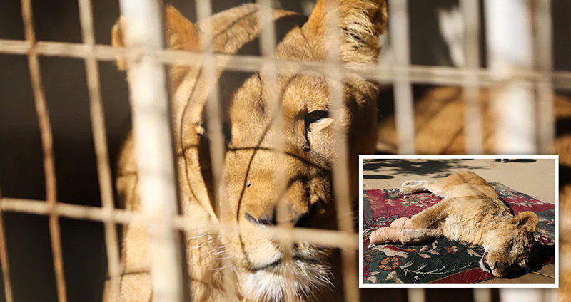 สวนสัตว์ Gaza ถูกวิจารณ์หนัก หลังถอดเล็บลูกสิงโต เพราะ “อยากให้เป็นมิตรกับนักท่องเที่ยว”