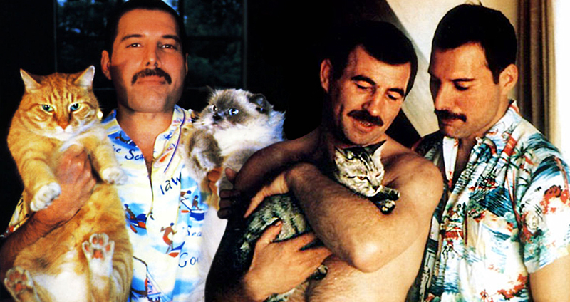 เปิดภาพชีวิตอีกด้านของ Freddie Mercury นักร้องระดับตำนานที่ผันตัวเป็นทาสแมว
