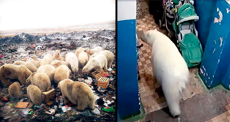 เปิดภาพ “ฝูงหมีขั้วโลก” มากกว่า 50 ตัว “บุกป่วนเมืองรัสเซีย” จนต้องประกาศภาวะฉุกเฉิน