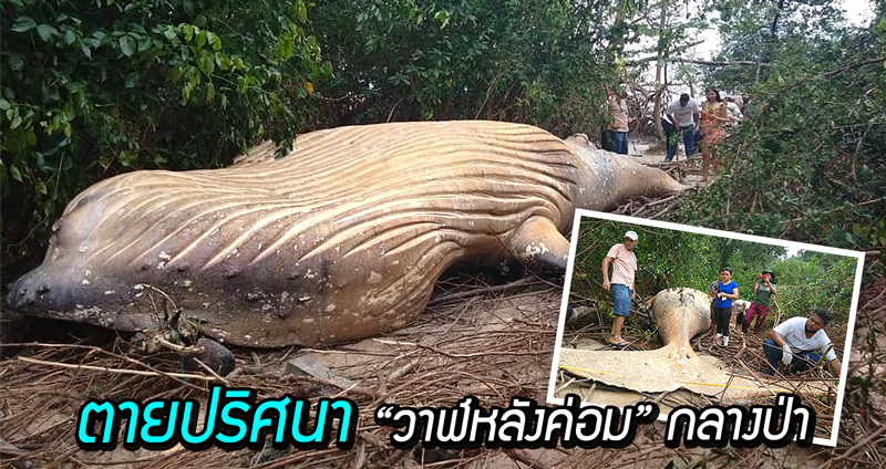 พบศพ “วาฬหลังค่อม” กลางป่า ลำตัวยาวกว่า 10 เมตร อยู่ห่างชายฝั่งมาไกลหลายกิโล?!