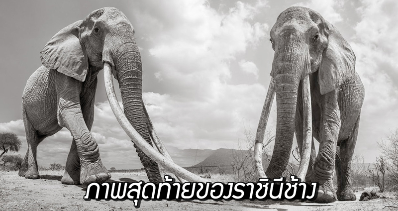 ช่างภาพเผยรูปภาพสุดท้ายของ ‘ราชินีช้าง’ ในประเทศเคนยา ก่อนมันจะสิ้นลมตามธรรมชาติ