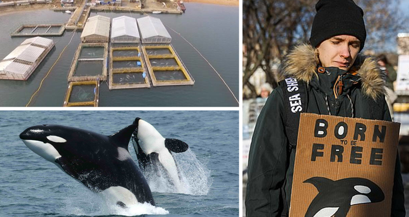 รัสเซียบุกทลายบ่อเลี้ยงวาฬ 100 ตัว มีสภาพชีวิตที่ย่ำแย่ ก่อนถูกขายส่งไปต่างประเทศ