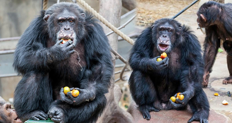 ลิงชิมแปนซีพยายามกินแขนตัวเองที่นอร์เวย์ หลังนักท่องเที่ยวโยนขวดใส่ยาปริศนาลงไปให้