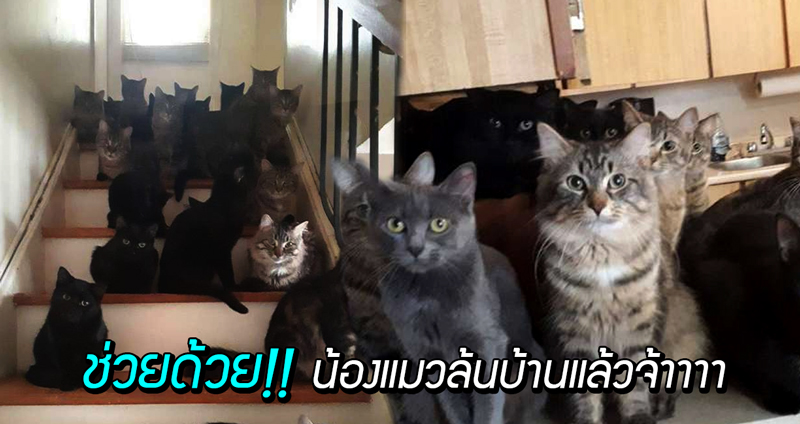 หญิงทาสแมววอนขอให้ช่วย แมวที่บ้านมันเยอะเกิ๊น ตอนนี้มีประมาณ 120 ตัวแล้ว!?