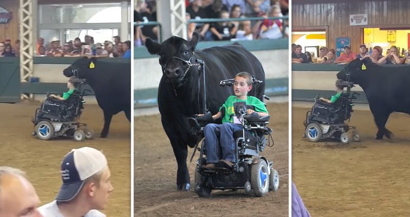 เด็กชายพิการพาพี่วัวตัวโปรดเดินโชว์ เพื่อสร้างแรงบันดาลใจให้คนนับล้าน