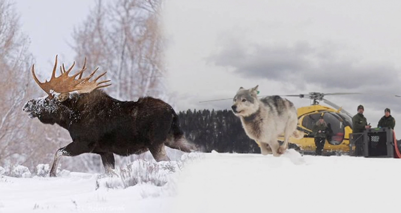 แคนาดาปล่อยหมาป่า กระโดดร่มลงพื้นที่อุทยาน ควบคุมประชากรกวางมูสตามวิถีธรรมชาติ
