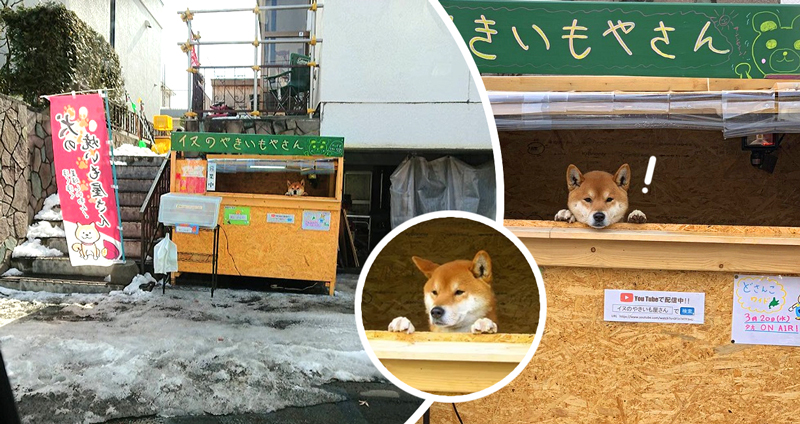 ซุ้มขายมันหวานญี่ปุ่น กับคนขายหน้าหมา ให้ลูกค้าหยิบเอง-จ่ายเงินเอง คนขายยืนยิ้มอย่างเดียว