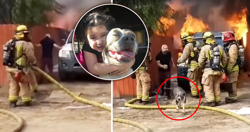 คุณพ่อวิ่งเข้าไปช่วยหมาสุดรัก ในบ้านที่ถูกไฟลุกโชนจนนักดับเพลิงยังไม่กล้าเข้า