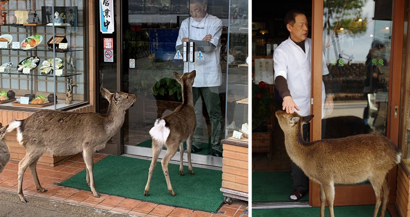 ชาวเน็ตร่วมแฉวีรกรรม ‘กวางยากูซ่า’ ที่ไปยึดร้านอาหารในญี่ปุ่น แถมขู่ลูกค้าด้วย