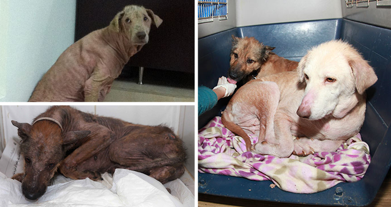 2 หมาจากตึกร้างถูกมนุษย์ช่วย พาพวกมันทั้งคู่มาดูแล จนได้มีชีวิตใหม่พร้อมๆ กัน