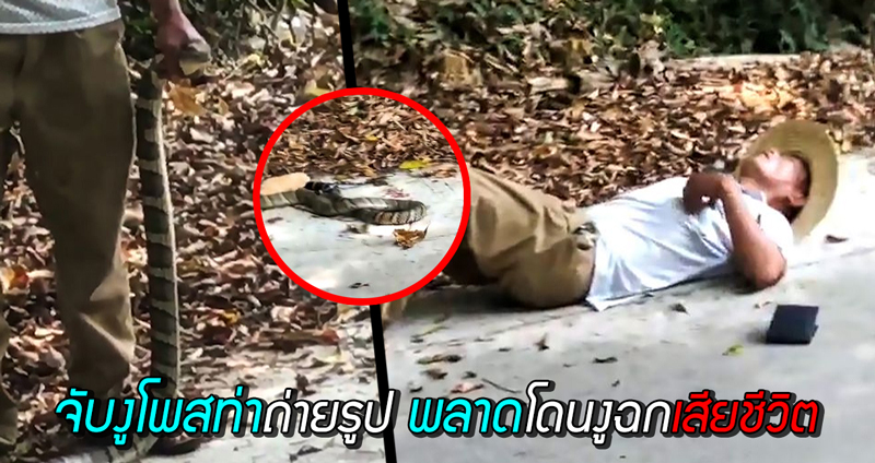 ชายจีนจับ ‘งูจงอาง’ ได้ เลยโพสท่าโชว์ พลาดถูกงูที่จับอยู่หมุนหัววกเข้าฉกจนเสียชีวิต