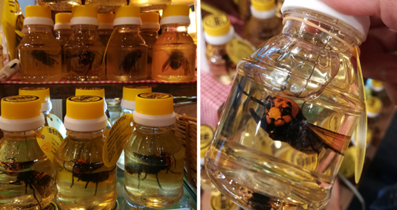 บริษัทน้ำผึ้งญี่ปุ่นผลิตน้ำผึ้งที่มี ‘แตน’ เป็นตัวๆ อยู่ข้างใน ชาวเน็ตสงสัยใส่ไว้ทำไมกัน!?