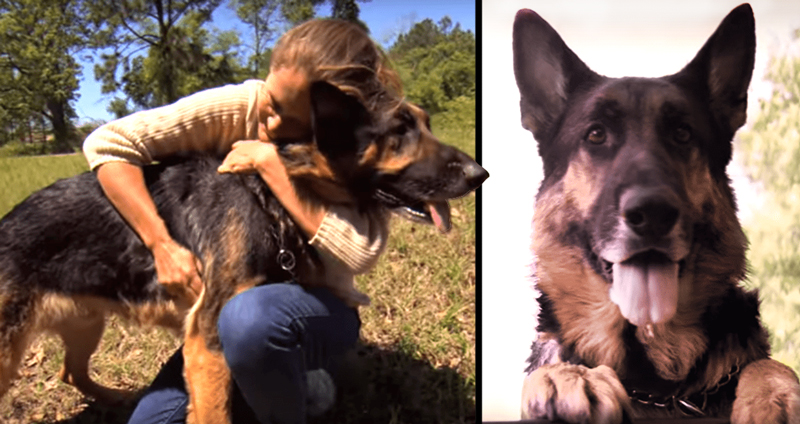 ‘สุนัขจรจัด’ ชีวิตเปลี่ยน กลายเป็นฮีโร่ หลังช่วยชีวิตหญิงที่รถเสียหลักในป่า