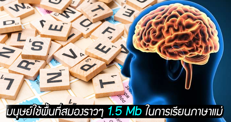 งานวิจัยเผย มนุษย์เราจะใช้พื้นที่สมองราวๆ 1.5 Mb ในการเรียนภาษาแม่เมื่อตอนเด็ก