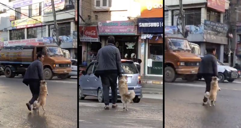 น่ารักเกินบรรยาย เจ้าของขอมือเจ้าหมา ก่อนจับมือมันไว้แล้วเดินข้ามถนนไปด้วยกัน