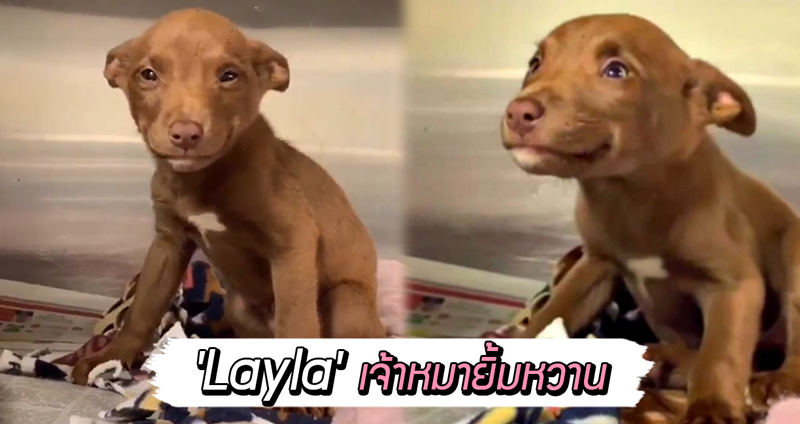 พบกับ ‘Layla’ และเบื้องหลังรอยยิ้มอันแสนหวานมันที่โด่งดังในโลกโซเชียล