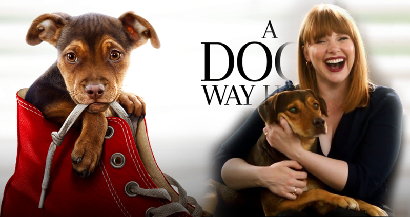 พบ “Shelby” สุนัขจรจัดจากศูนย์พักพิงสัตว์ สู่ตำแหน่งนักแสดงนำภาพยนตร์