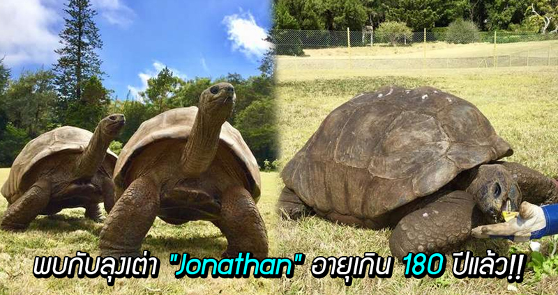 พบกับลุงเต่า “Jonathan” สัตว์บกที่มีอายุเยอะที่สุดในโลกขณะนี้ อายุเกิน 180 ปีแล้ว!!