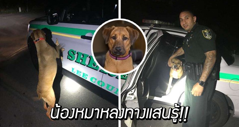 หมาหลงทางแสนรู้ เห็นรถตำรวจจอดอยู่ เลยเดินไปขอความช่วยเหลือเอง