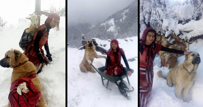 หญิงสาวกับเจ้าหมา ช่วยกันแบกแม่แพะและลูกแพะ ออกจากทุ่งหิมะอย่างปลอดภัย