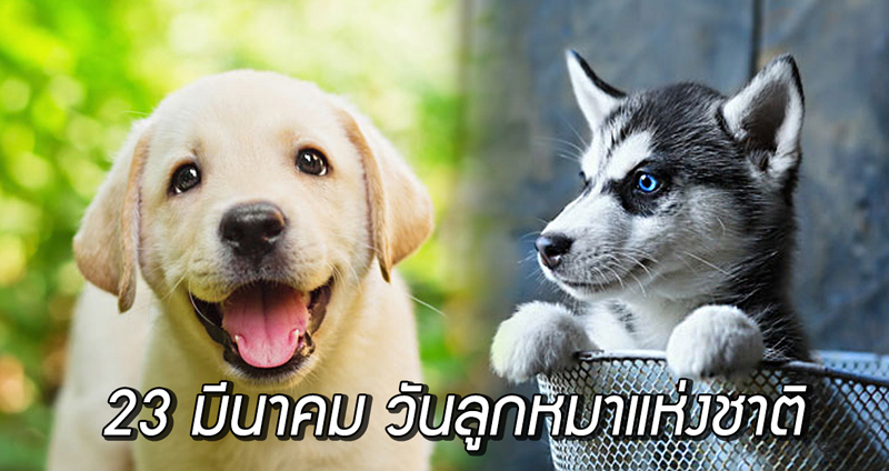 เชิญชมความน่ารักของหมาน้อยด้วยกัน เนื่องในโอกาส “วันลูกหมาแห่งชาติ”