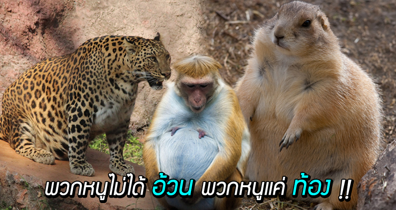 รวมภาพ ‘สัตว์โลกตัวกลม’ ที่ไม่ใช่อ้วน แต่พวกนางกำลัง ‘ตั้งครรภ์’ ต่างหาก