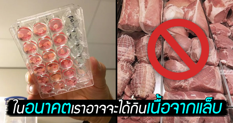 ในอนาคต มนุษย์อาจได้กิน “เนื้อจากแล็บ” โดย “ไม่ต้องฆ่าสัตว์” เพื่อการบริโภค