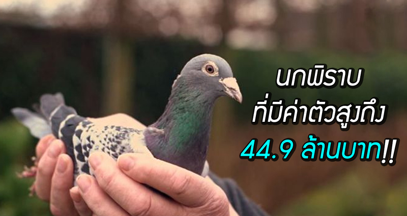 นกพิราบแชมเปี้ยน เจ้าของฉายา “ลูวิส แฮมิลตัน” ที่มีค่าตัวถึง 45 ล้านบาท!!