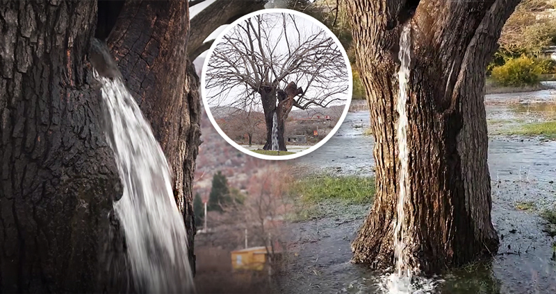 ปรากฎการณ์ ‘ต้นไม้พ่นน้ำ’ แห่งมอนเตเนโกร เมื่อพื้นที่กลายเป็นแอ่ง และน้ำซับใต้ดินพุ่งออกมา