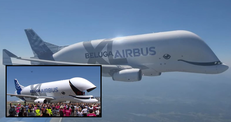 Airbus Beluga XL เครื่องบินรูปวาฬเบลูกา เหมือนจนคิดว่าวาฬเบลูกาลอยฟ้า!!