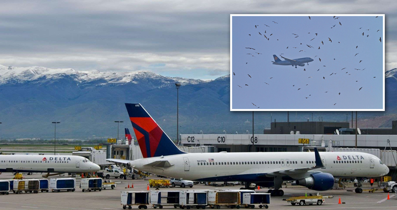 สนามบิน Salt Lake เผชิญปัญหา ‘เครื่องบินชนนก’ มากที่สุดในอเมริกาตั้งแต่ปีที่ผ่าน