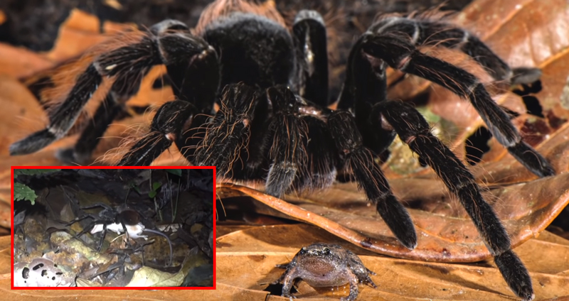 นักวิจัยเดินป่าช็อก!! เจอ ‘แมงมุมทารันทูล่ายักษ์’ กำลังกินตัวพอซซั่มในมุมมืด