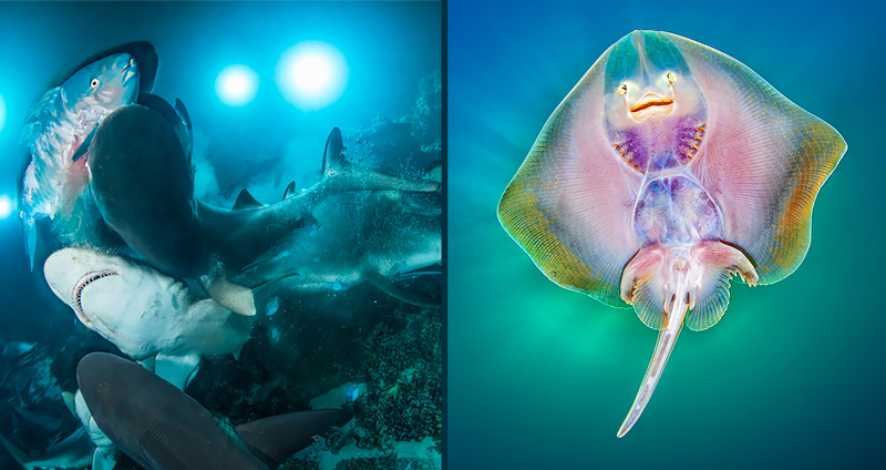 พาชม 15 ภาพถ่ายใต้ท้องทะเล ที่ชนะการประกวด Underwater Photographer ปี 2019