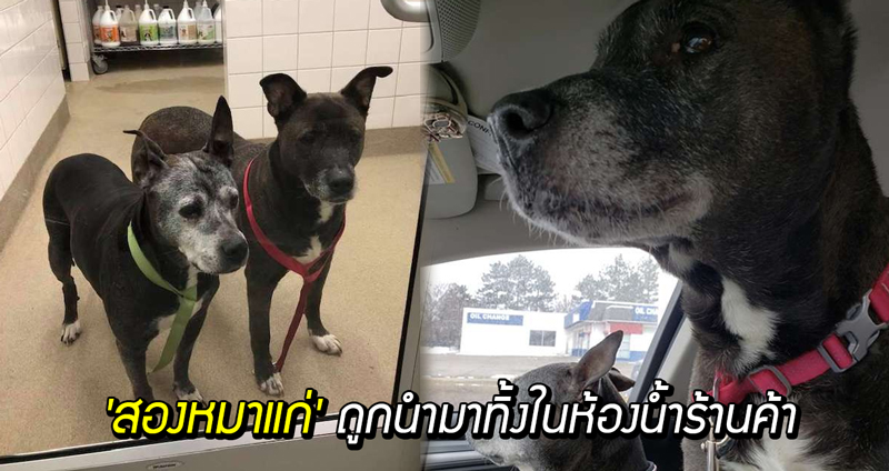 เจ้าของนำ ‘สุนัขแก่’ มาทิ้งในห้องน้ำของร้าน แต่โชคดีพนักงานช่วยเอาไว้ได้