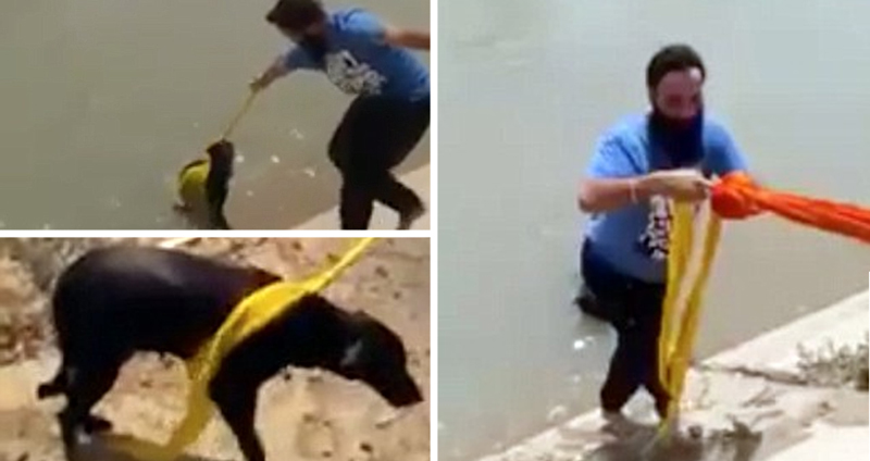 ชายชาวซิกต์ถอดผ้าโพกหัวออก เพื่อเอาไปใช้ช่วยสุนัขจรจัดที่กำลังจะจมน้ำ