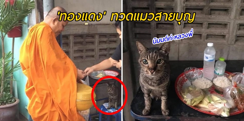 พบกับ ‘ทองแดง’ จากแมวจร สู่ทวดเหมียวสายบุญ ที่ตื่นมาใส่บาตรทุกเช้า